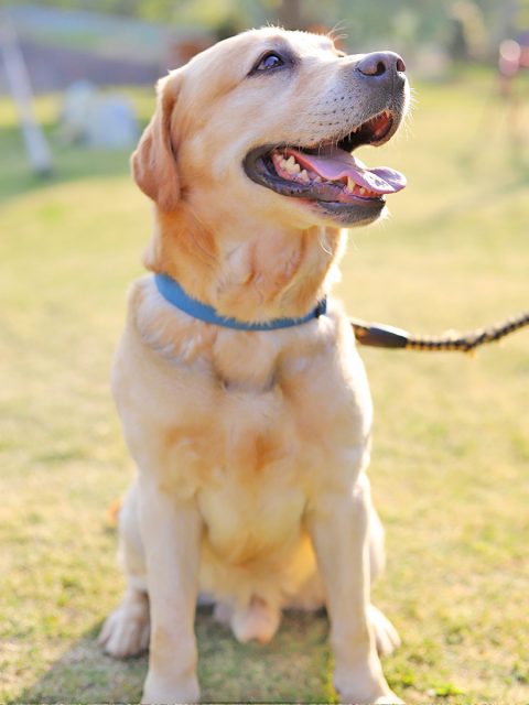 共に学ぶたくさんのわんちゃんたち 群馬動物専門学校